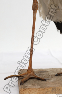 Black stork leg 0004.jpg